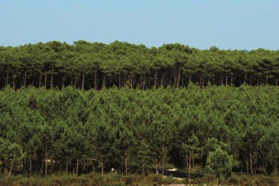 Vista de uma extensa área florestal, com árvores de diferentes alturas sob um céu limpo. Não há pessoas visíveis.